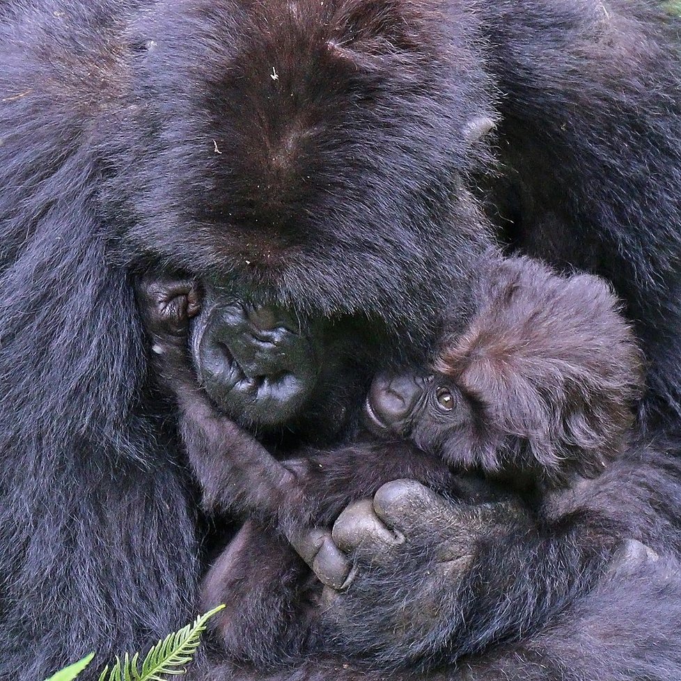 Rodinné vazby u goril jsou velmi silné.
