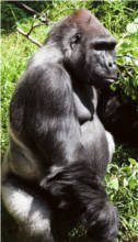 Gorila horská (Gorilla gorilla beringei)