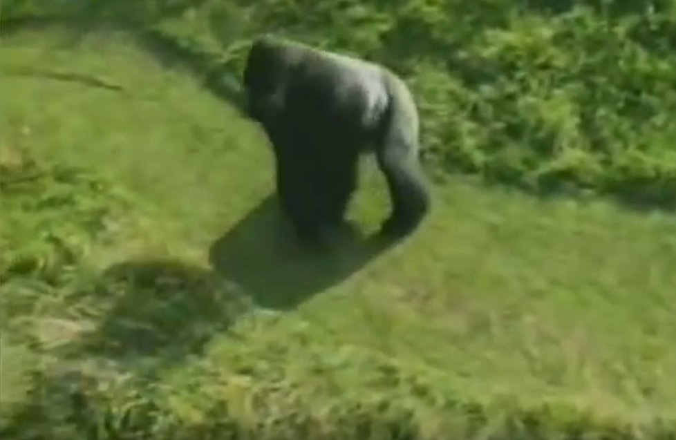 Gorilák Jambo
