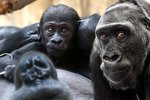 Gorilí rodinku čeká křest mláděte, Kamba se má čile k světu