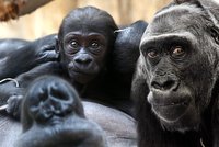 Kamba se má čile k světu, gorilí rodina se chystá na křest mláděte