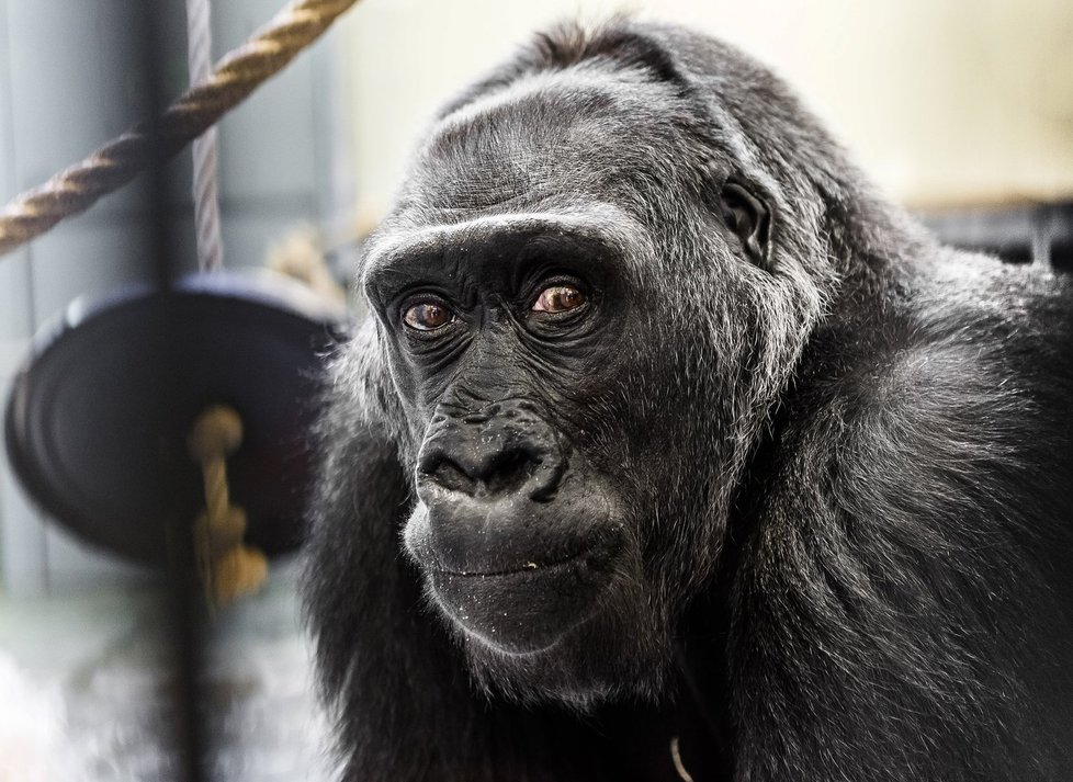 Gorile Kambě je 50 let.