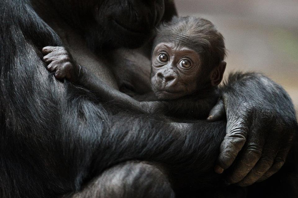 Takhle vypadá gorilí mateřská láska
