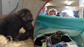 Gorila Kamba dramatický porod přežila. Její mládě bohužel ne.