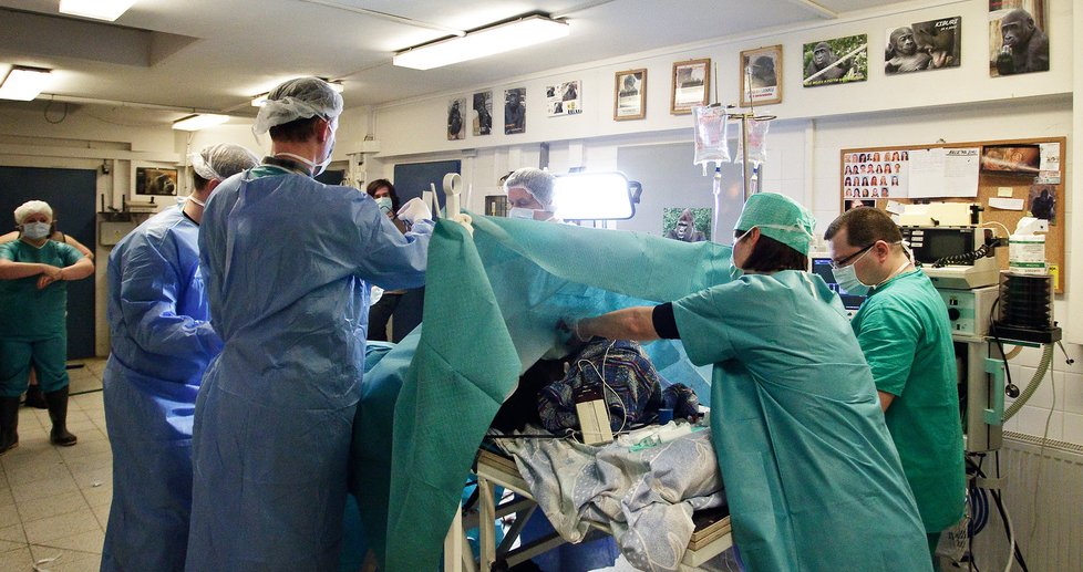 O Kambu při operaci v roce 2013 pečovalo dvacet lidí.