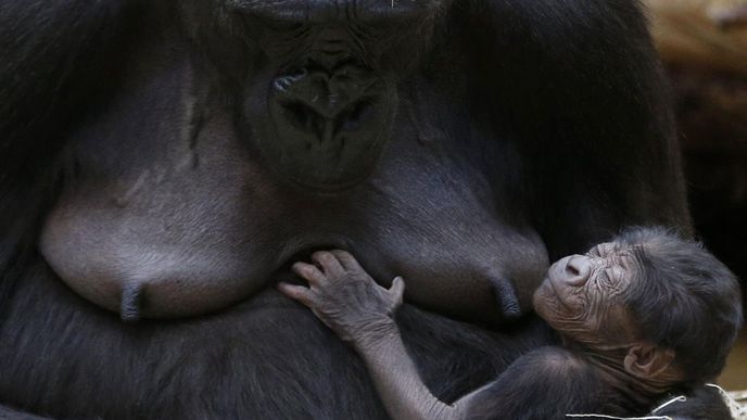 Gorila Kiivu s mládětem