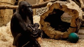 Gorila Kijivu z pražské zoo porodila 22. prosince své čtvrté mládě. Kijivu i novorozená gorilka jsou podle mluvčího zoo v pořádku.