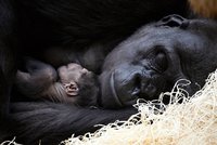 Obrovská radost v pražské zoo: Gorilí samice Kijivu je březí