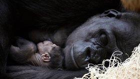 Obrovská radost v pražské zoo: Gorilí samice Kijivu je březí