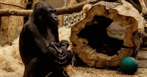 Gorila Kijivu z pražské zoo porodila 22. prosince své čtvrté mládě. Kijivu i novorozená gorilka jsou podle mluvčího zoo v pořádku.