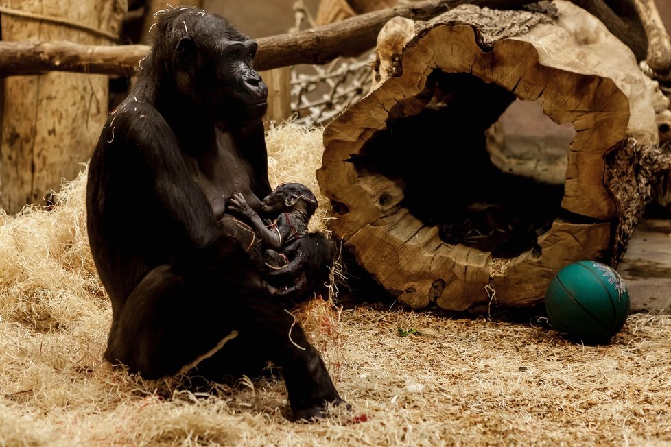 Gorila Kijivu z pražské zoo porodila 22. prosince své čtvrté mládě. Kijivu i novorozená gorilka jsou podle mluvčího zoo v pořádku.