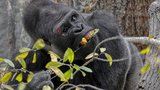 Krvavý šrám na obočí! Gorilák Kisumu ze Zoo Praha se zranil, co se stalo?