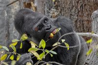 Krvavý šrám na obočí! Gorilák Kisumu ze Zoo Praha se zranil, co se stalo?