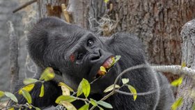Krvavý šrám na obočí! Gorilák Kisumu ze Zoo Praha se zranil, co se stalo?