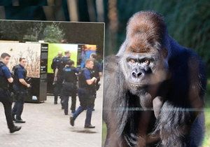 Gorilák Kumbuka utekl z výběhu. Do londýnské zoo byli povoláni i policisté.