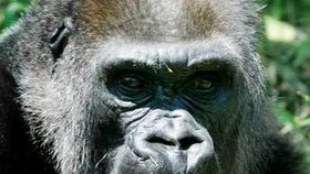Jenny - nejspíš nejstarší gorila na naší planetě!