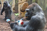 Gorilák Tadao slavil narozeniny: Fotbal? Ten fakt žeru!