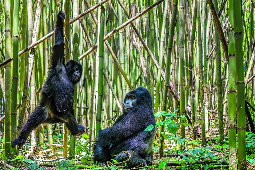 Gorily pociťují závrať jako první