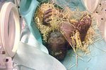 Ošetřovatelé přenesli čerstvě narozené mládě do inkubátoru