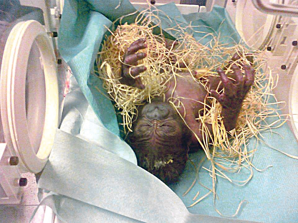 Ošetřovatelé přenesli čerstvě narozené mládě do inkubátoru