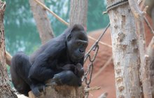 Zoo Praha hlásí s jistotou: Gorila Duni má dcerku  