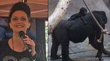 V pražské zoo se slavilo: Gorilí sameček měl křtiny, zpívala mu kmotra Lucka Bílá