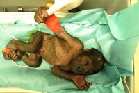 Gorilí mládě musí zpět ke smečce, zachrání mu to život