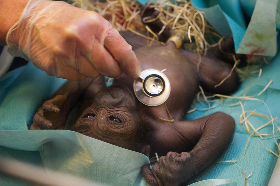 Malého gorilího chlapečka stále hlídají doktoři
