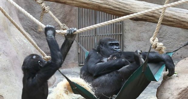 Gorilí sameček Nuru oslaví v pražské zoo už čtvrté narozeniny.