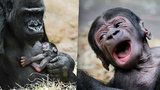 Gorilí mládě z pražské zoo je na světě jen týden, umí se ale pořádně ozvat: Mamí, mám hlad!