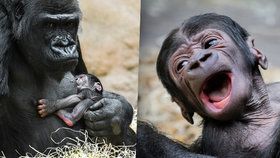Mládě gorily Shindy je pořádný křikloun. Když má hlad nebo je jinak nespokojené, dá to mámě důrazně znát.