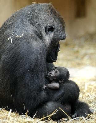 Gorilí máma a její štěstí