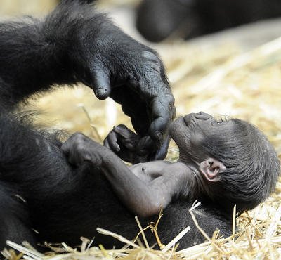 Gorilí máma a její štěstí