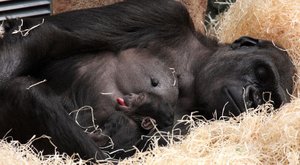 Gorilí novorozeně