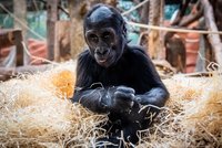 Gorilí mládě Mobi slaví druhé narozeniny: Dostalo hlavolam s oříšky