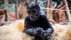 Gorilí mládě Mobi slaví druhé narozeniny: Dostalo hlavolam s oříšky