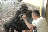 Gorila Moja po pěti letech v cizině: Chovatele z Prahy poznává i teď