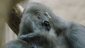 Gorilí rodinka v roce 2007, kdy jim přibyl sameček Tatu. Jeho sestřička Moja na něj zvědavě pokukuje