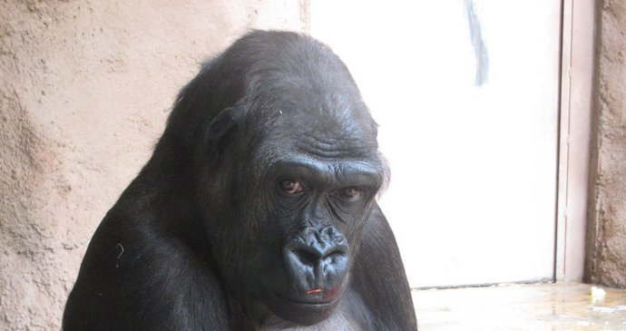 Gorilí samice Kijivu se svým novorozeným mládětem asi 10 minut po porodu