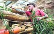 Chovatel Martin Vojáček chystá pro Kambu narozeninový enrichment – tubus plněný bambusovými listy.
