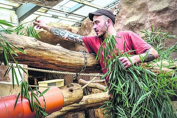 Chovatel Martin Vojáček chystá pro Kambu narozeninový enrichment – tubus plněný bambusovými listy.