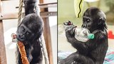Odložený gorilí sameček Tano: Slaví první narozeniny