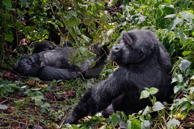 V Kamerunu žije zhruba 200 goril nigerijských.