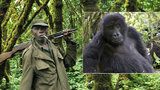 Pytláci zastřelili pět správců národního parku. V přírodě tam přežívají ohrožené gorily