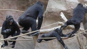 Gorilí bratři se pořádně škádlí.