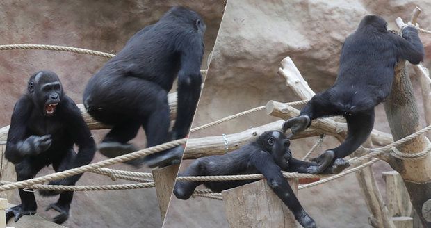 Hrátky gorilích brášků v pražské zoo: To je opičí honěná!