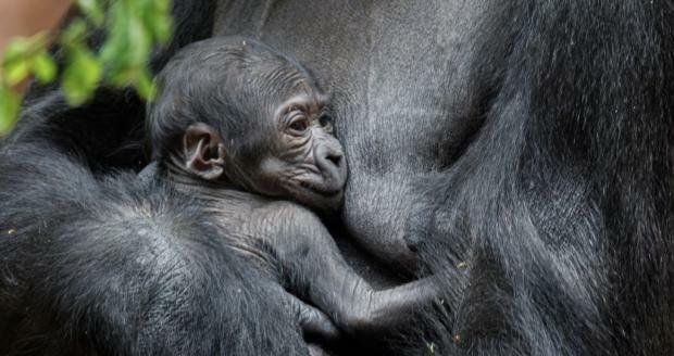 Gorila Kijivu porodila porodila mládě. V pátek jej Zoo Praha poprvé představila zrakům veřejnosti. (12. duben 2024)