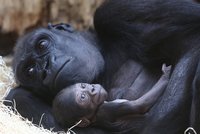 Genetické testy v pražské zoo potvrdily: Gorilí mládě je kluk!