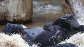 Genetické testy potvrdily, že gorilí sameček je kluk