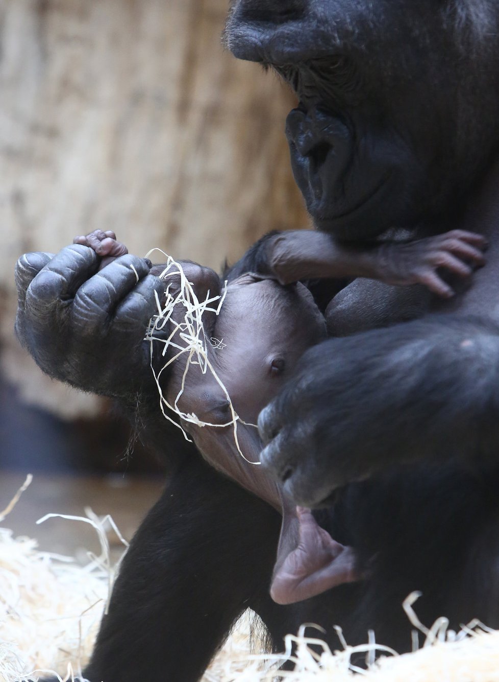 Jméno gorilího chlapečka vyberou návštěvníci zoo